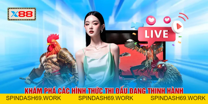 Đá Gà Thomo X88 - Sức Nóng Trường Đấu Lan Tỏa Suốt 24H